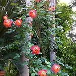 Relais Stella Bed & Breakfast Tarente